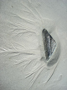 Poisson des sables (Bretagne), photographie de Cathy Garcia