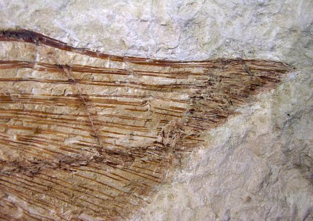 fossile de poisson-ange, Jurassique 