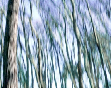 Distorsion, pins en forêt d'Arcachon