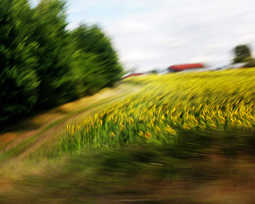 La grange aux tournesols, sud ouest de la France