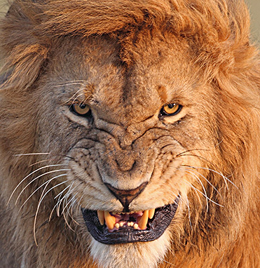 Photographie : Panthera leo Masaï Mara,  Kenya - ©Laurent Renaud, août 2012